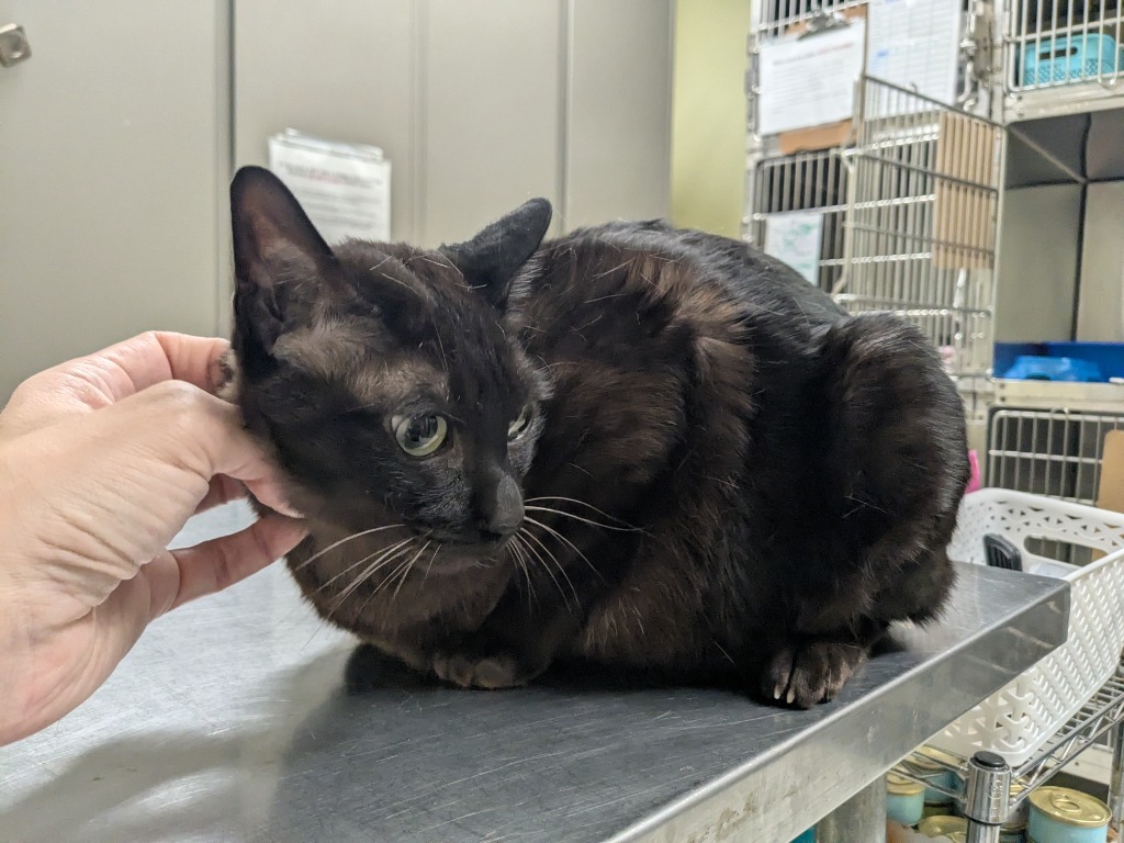Yoshi, an adoptable Burmese in Meriden, CT, 06451 | Photo Image 1