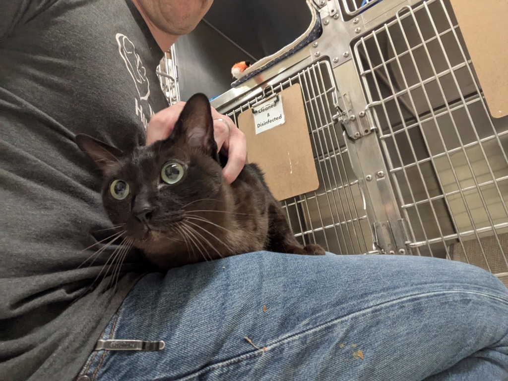 Yoshi, an adoptable Burmese in Meriden, CT, 06451 | Photo Image 2