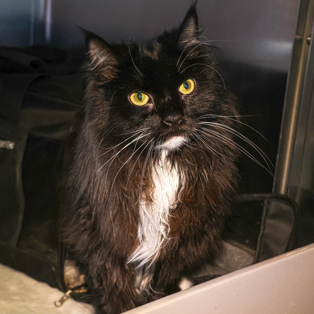Domino