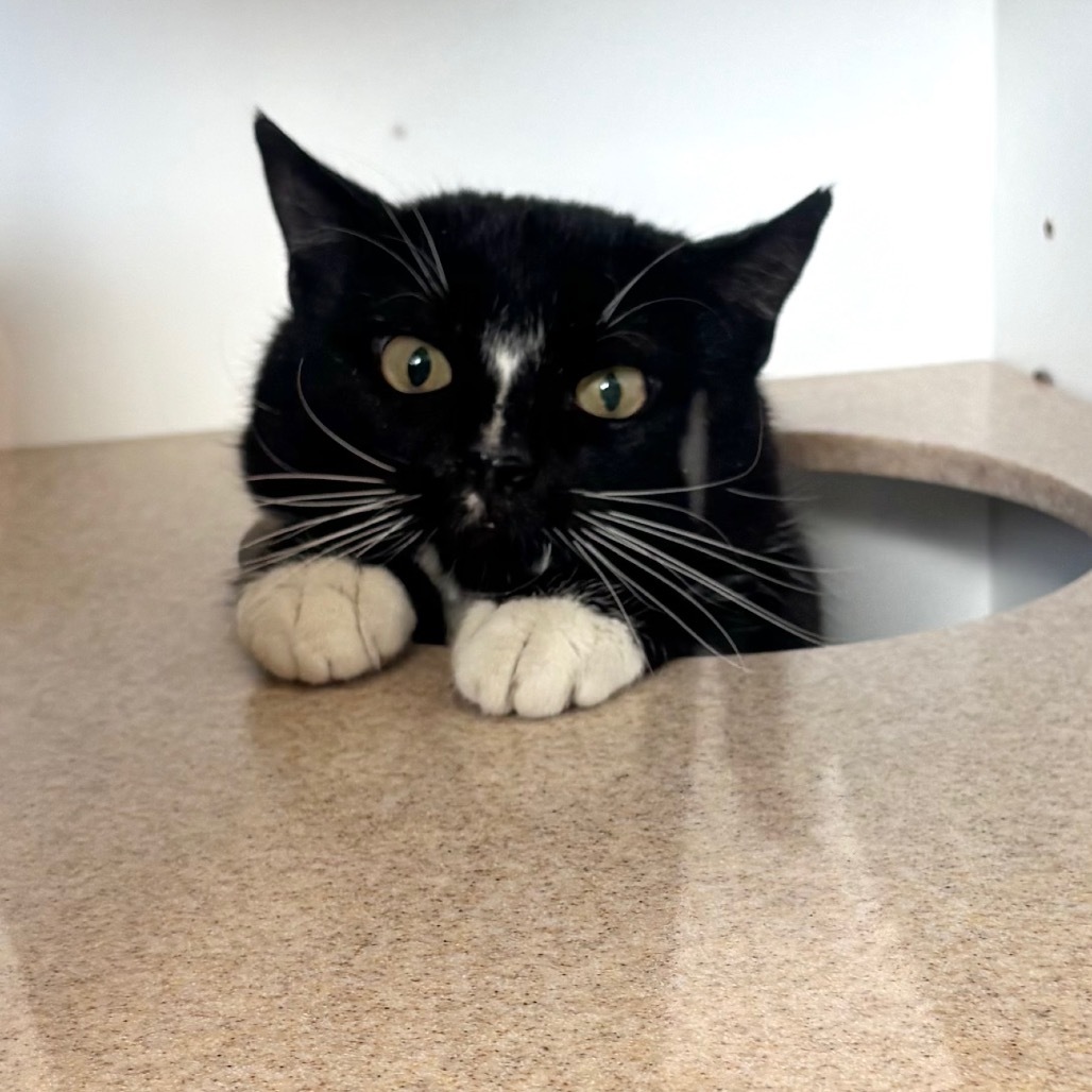 Siver, an adoptable Domestic Short Hair in Park City, UT, 84098 | Photo Image 1