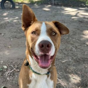 Hi My name is Copper and Im at the Santa Barbara Campus Im a 1 year old male basenjishepherd mi