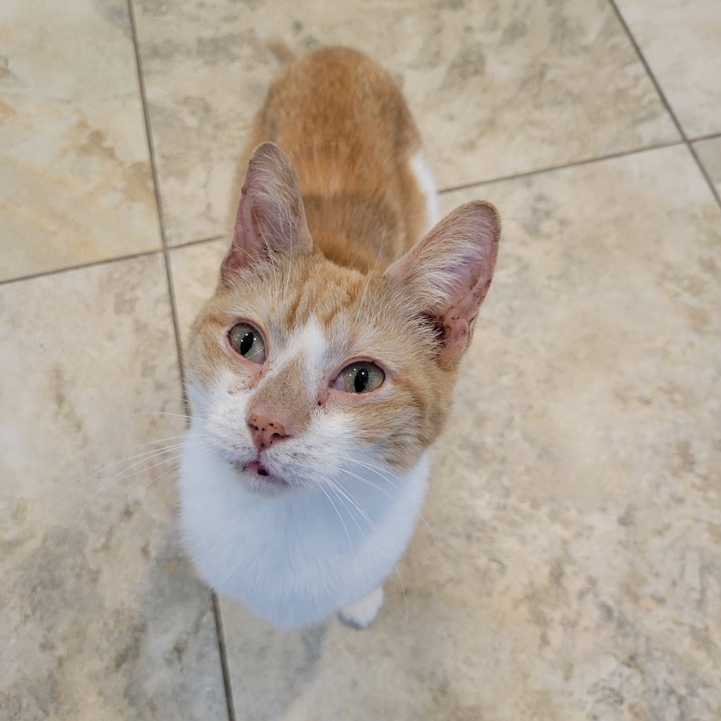 SlinkyCat