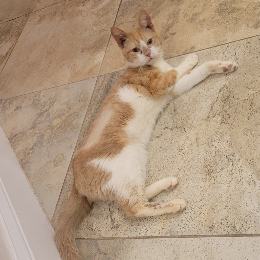 SlinkyCat