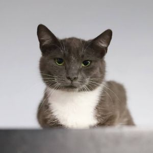 Dont let her serious expression fool you Bitsy is an impish girl who cant qui