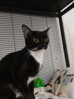 Munchkin 1