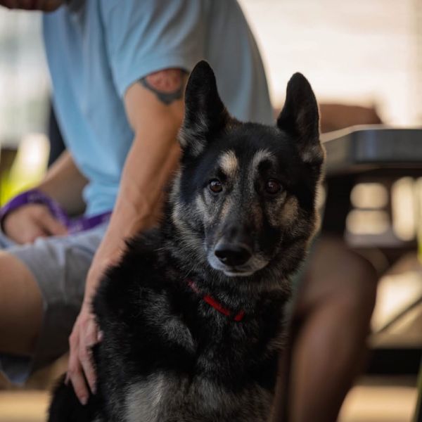 Ranger (pka Shep) photo 1