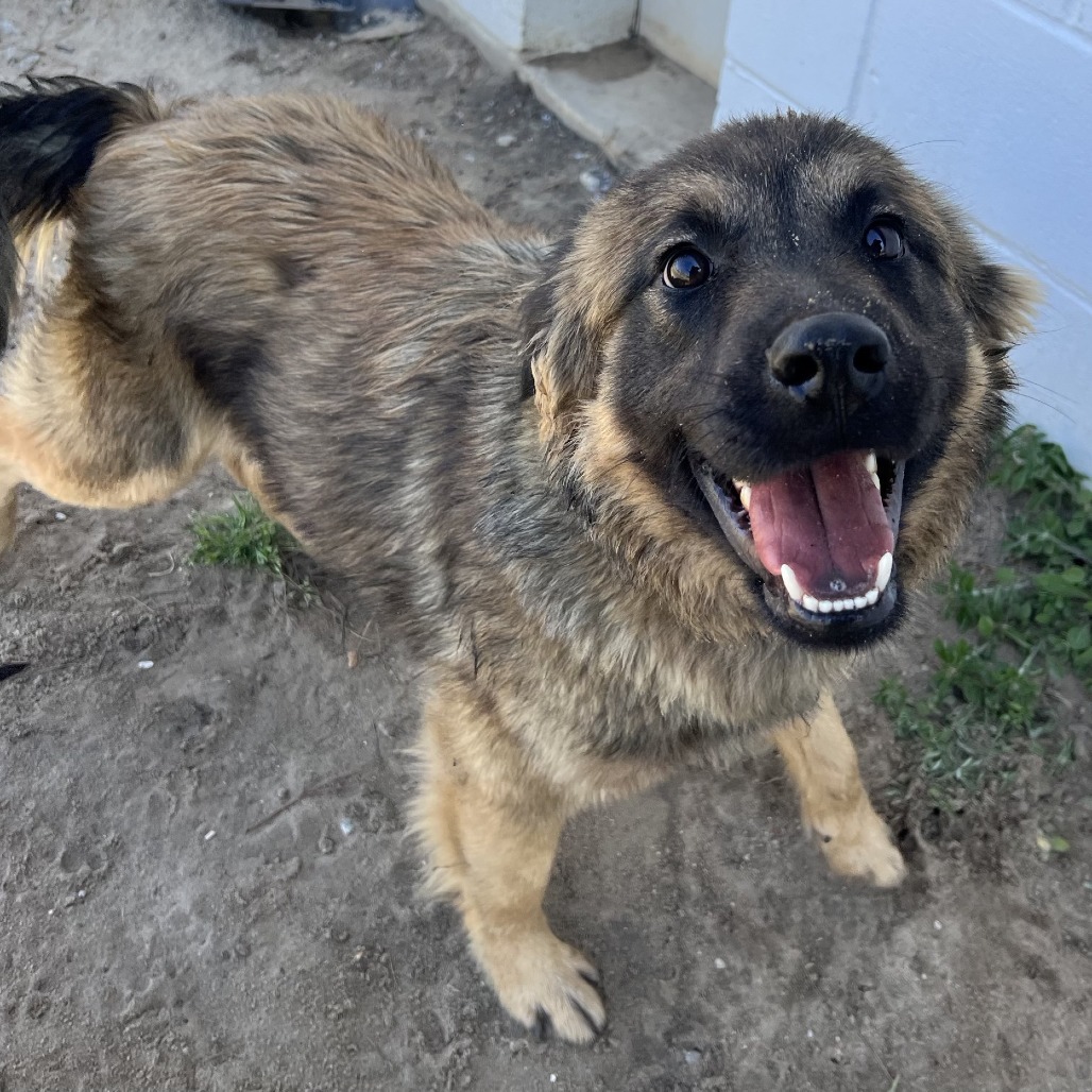 Milo, an adoptable Belgian Shepherd / Sheepdog, Leonberger in Savannah, GA, 31406 | Photo Image 1