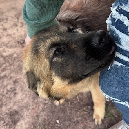 Milo, an adoptable Belgian Shepherd / Sheepdog, Leonberger in Savannah, GA, 31406 | Photo Image 2