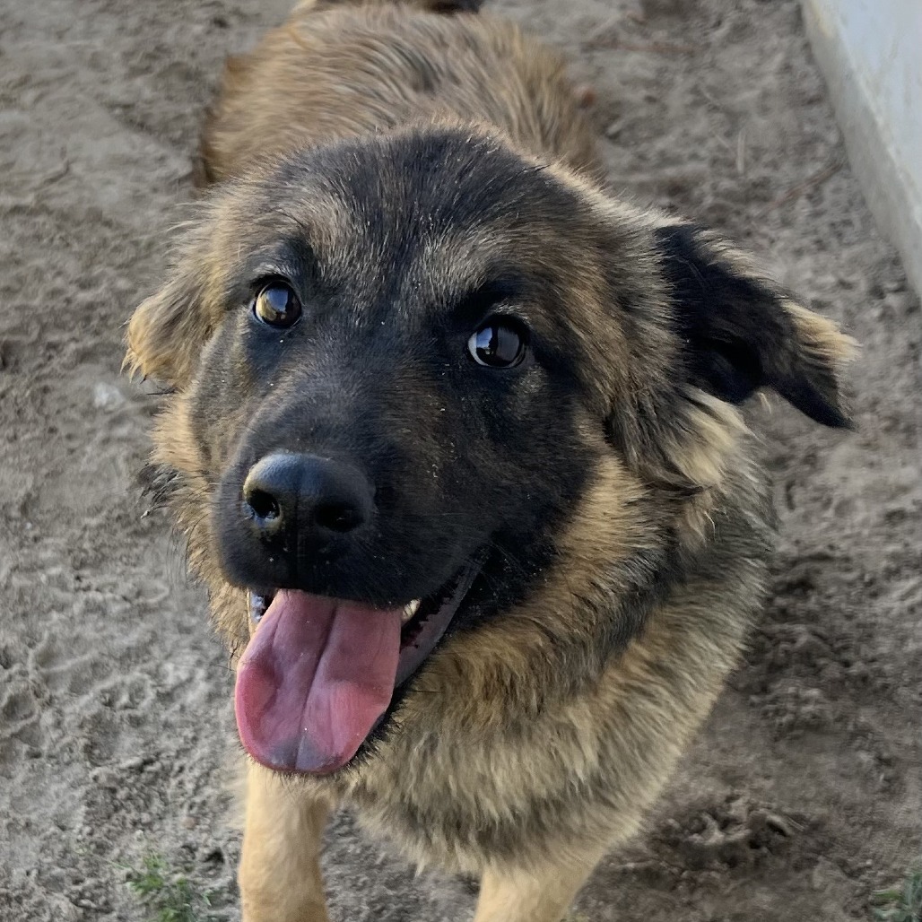 Milo, an adoptable Belgian Shepherd / Sheepdog, Leonberger in Savannah, GA, 31406 | Photo Image 6