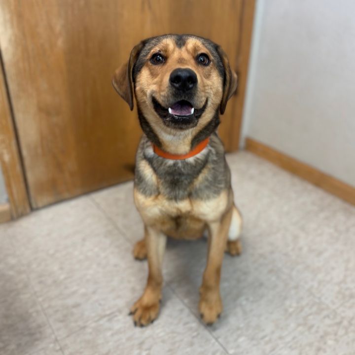 Anakin--In Foster***ADOPTION PENDING*** 2