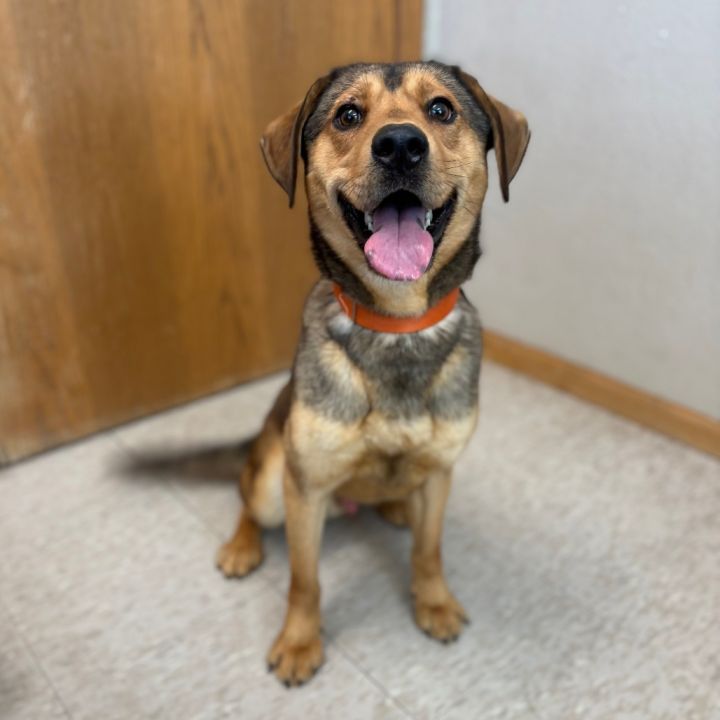 Anakin--In Foster***ADOPTION PENDING*** 3