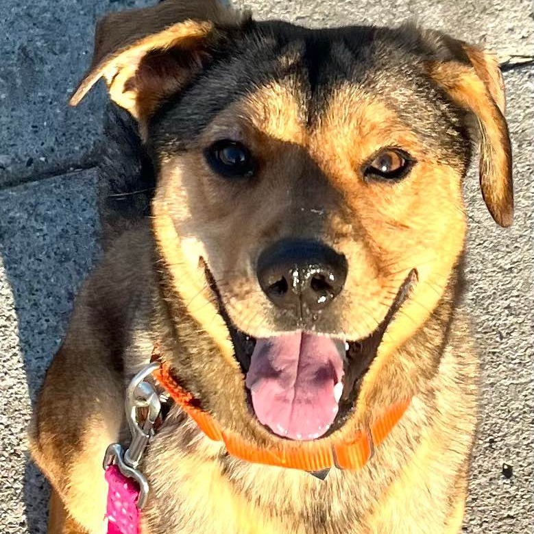 Anakin--In Foster***ADOPTION PENDING***