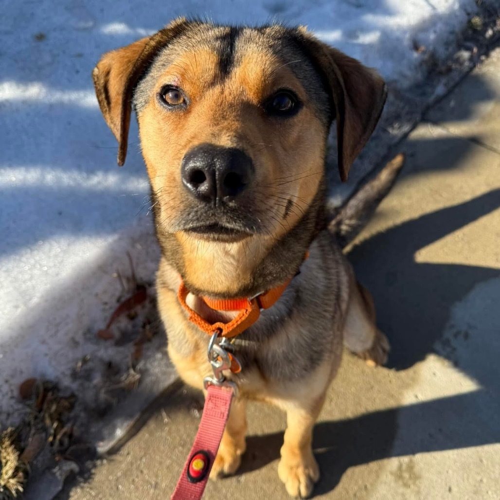 Anakin--In Foster***ADOPTION PENDING***
