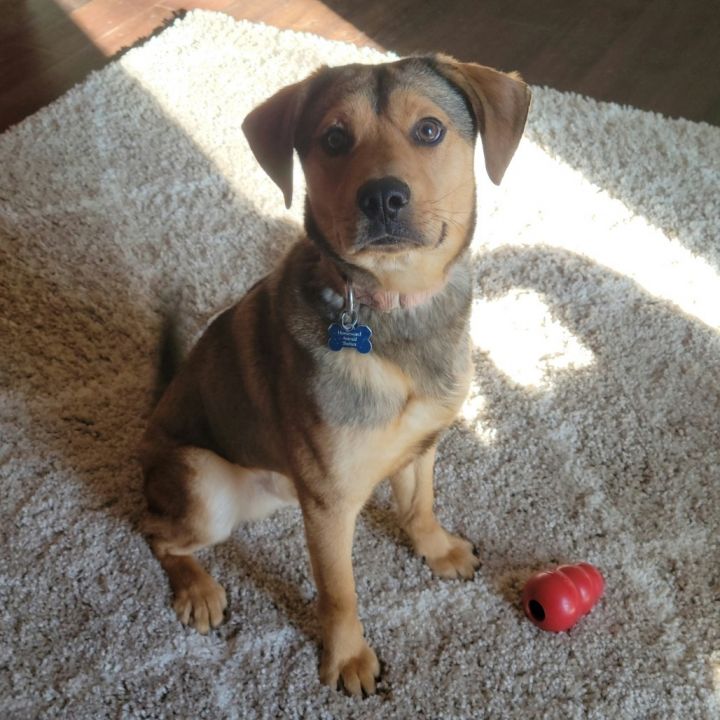 Anakin--In Foster***ADOPTION PENDING*** 6