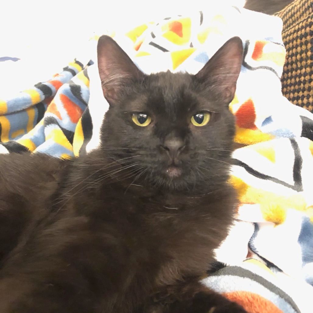 Boogie, an adoptable Domestic Short Hair in Fort Collins, CO, 80524 | Photo Image 1