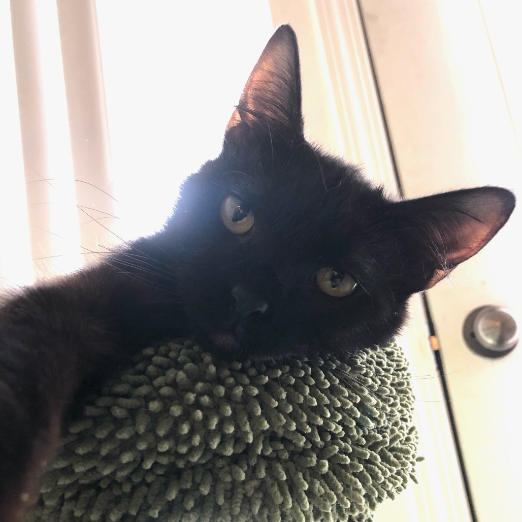 Boogie, an adoptable Domestic Short Hair in Fort Collins, CO, 80524 | Photo Image 2