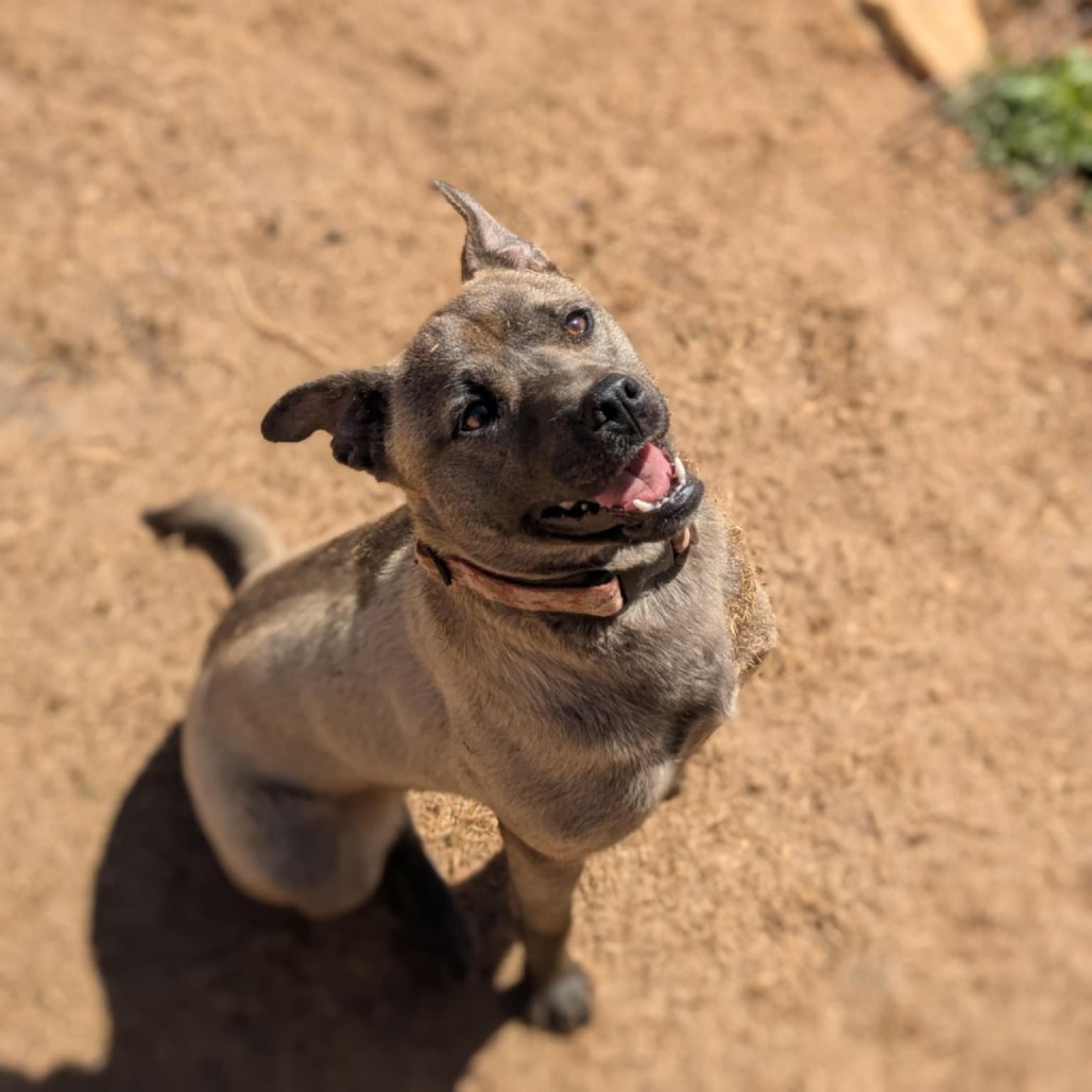 Shasta (BAS)