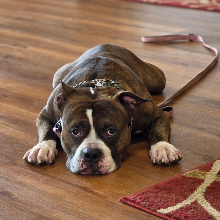 Boomer (Max) 1