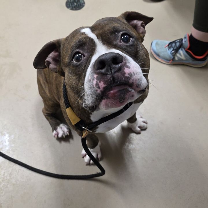 Boomer (Max) 2