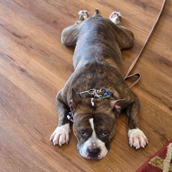 Boomer (Max) 3