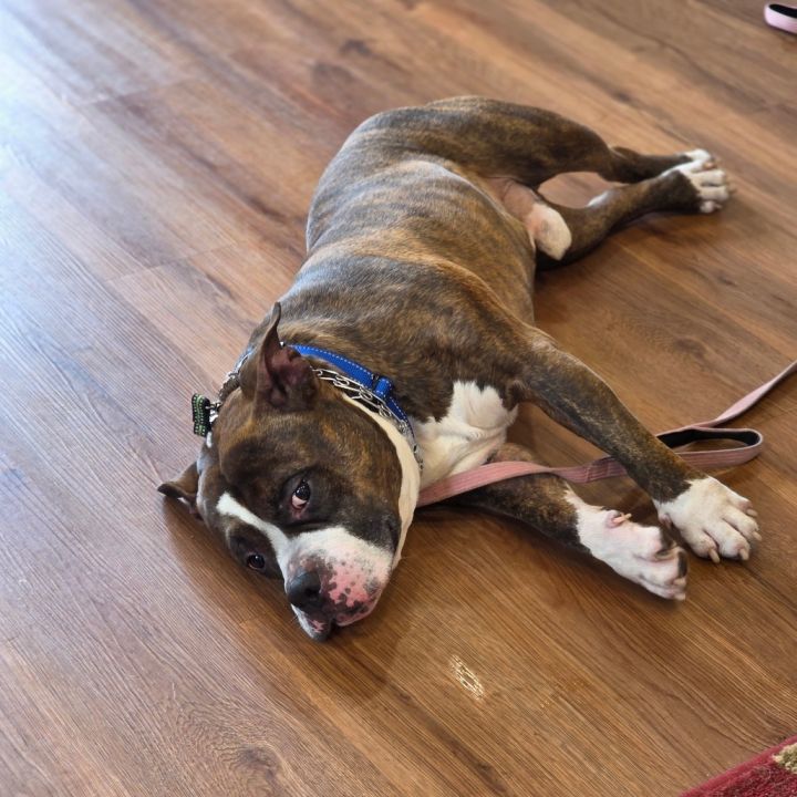 Boomer (Max) 4