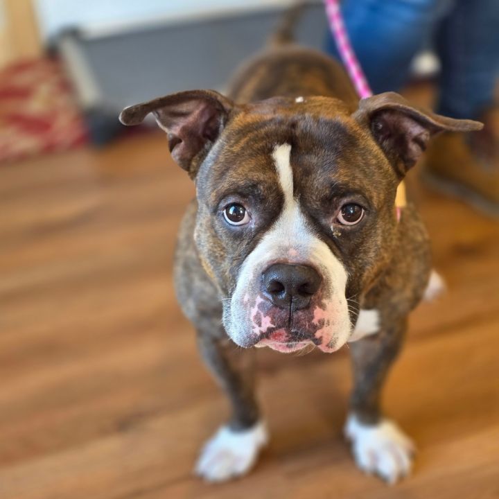 Boomer (Max) 5