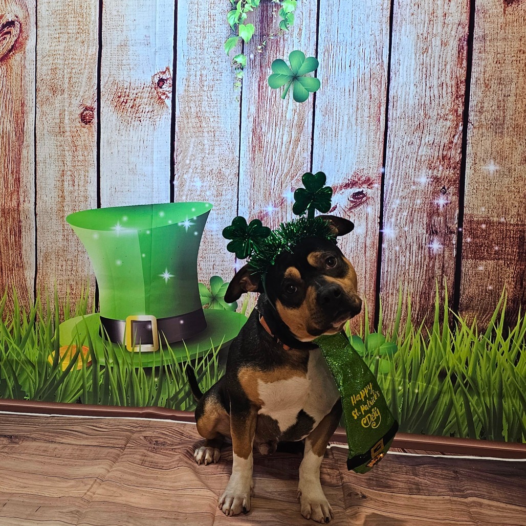 Groot