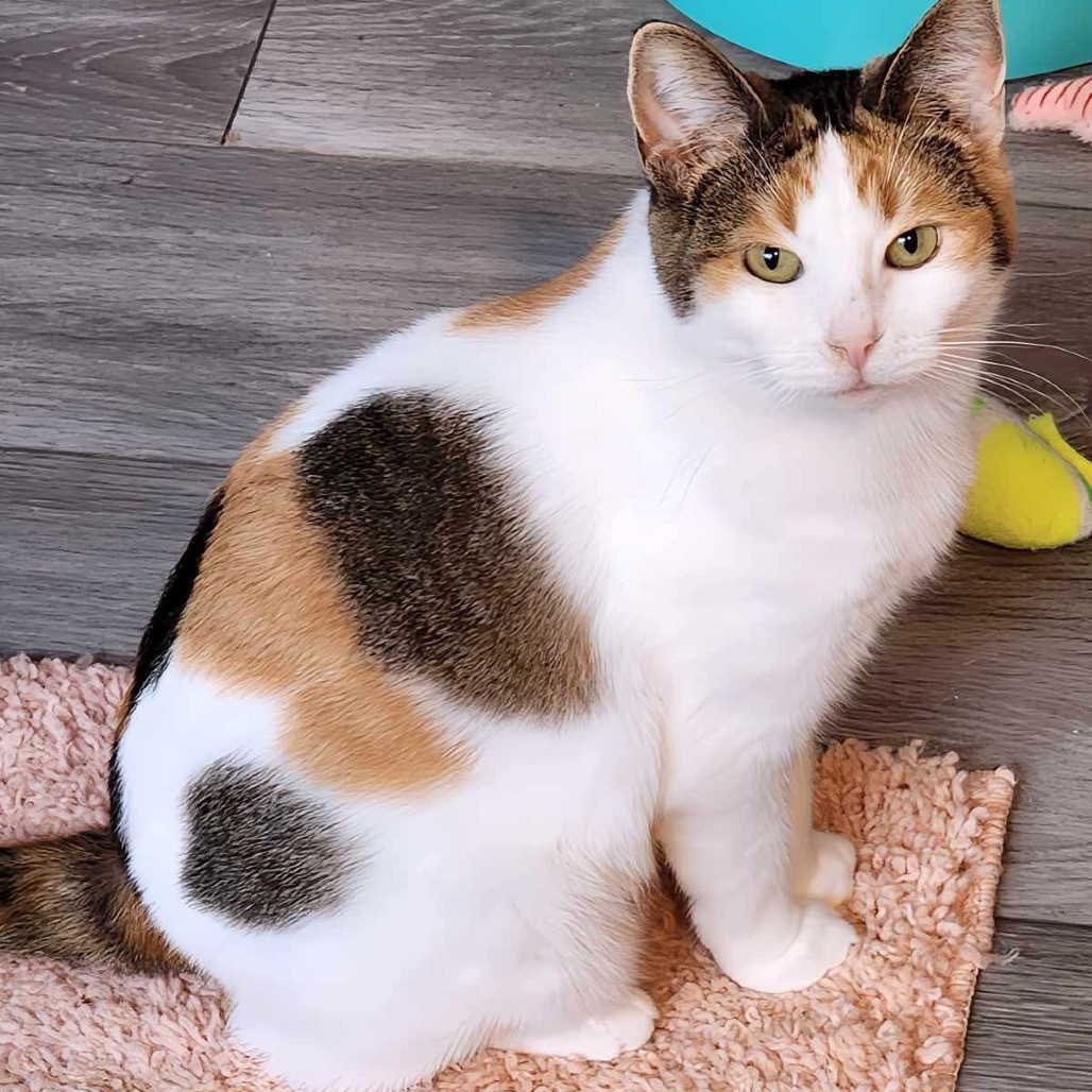 Kali, an adoptable Domestic Short Hair in Zimmerman, MN, 55398 | Photo Image 1