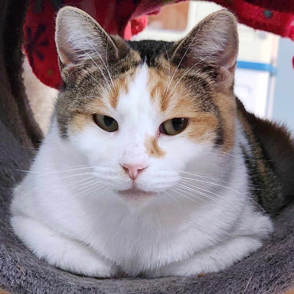 Kali, an adoptable Domestic Short Hair in Zimmerman, MN, 55398 | Photo Image 2