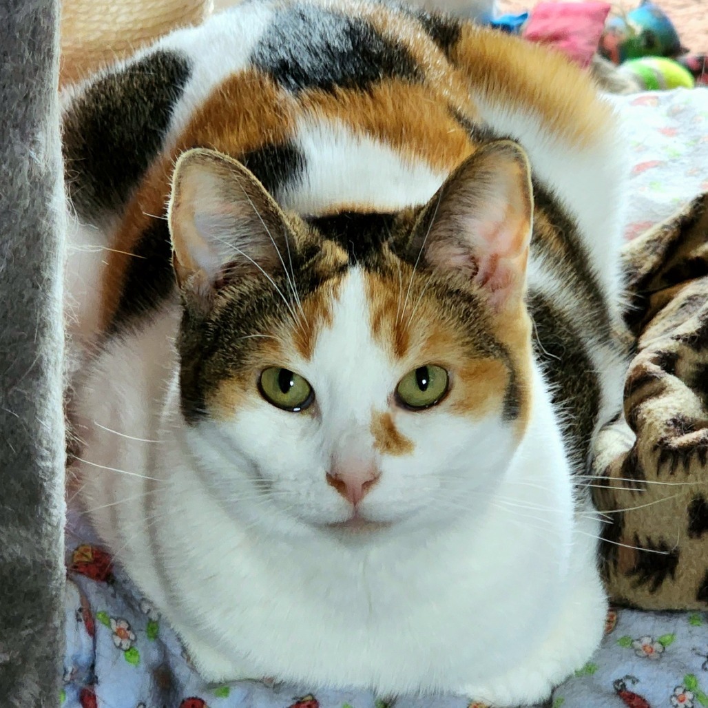 Kali, an adoptable Domestic Short Hair in Zimmerman, MN, 55398 | Photo Image 3