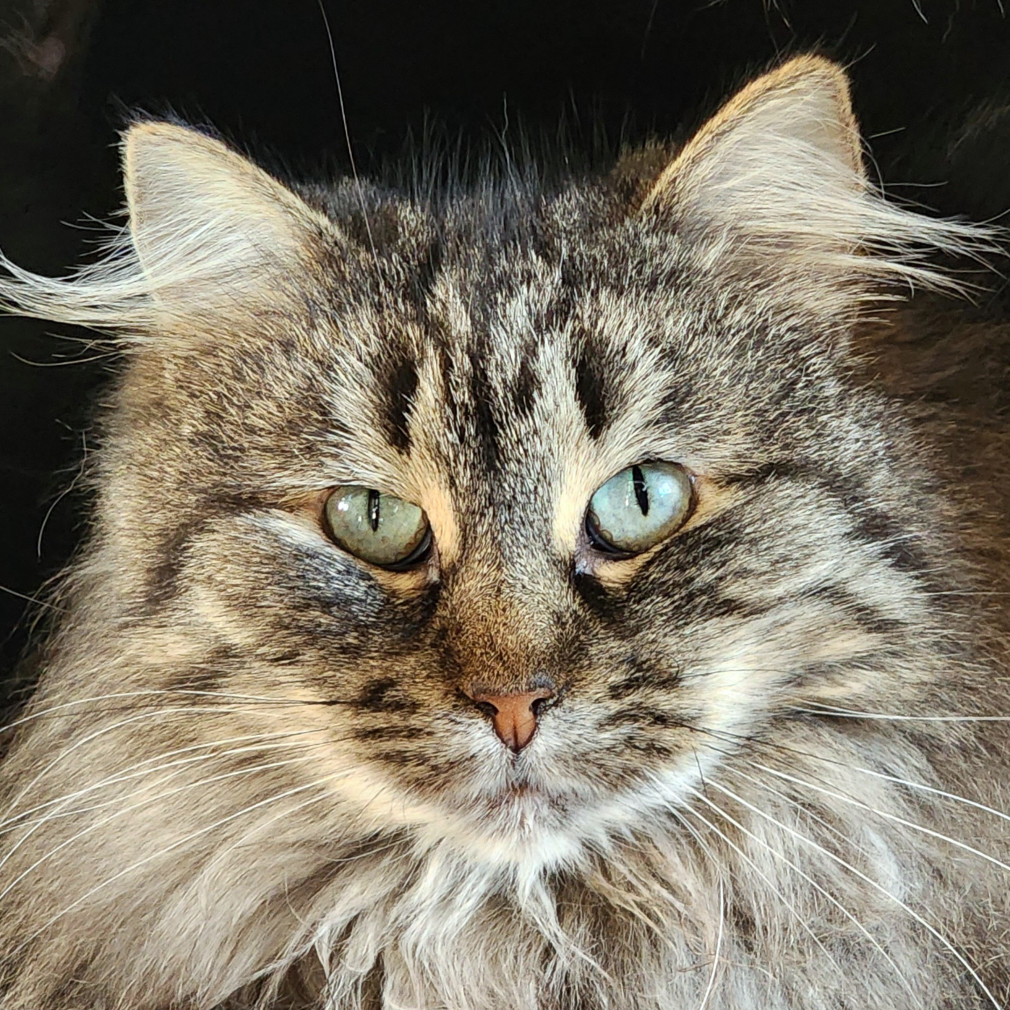 Sweetie, an adoptable Domestic Long Hair in Zimmerman, MN, 55398 | Photo Image 1