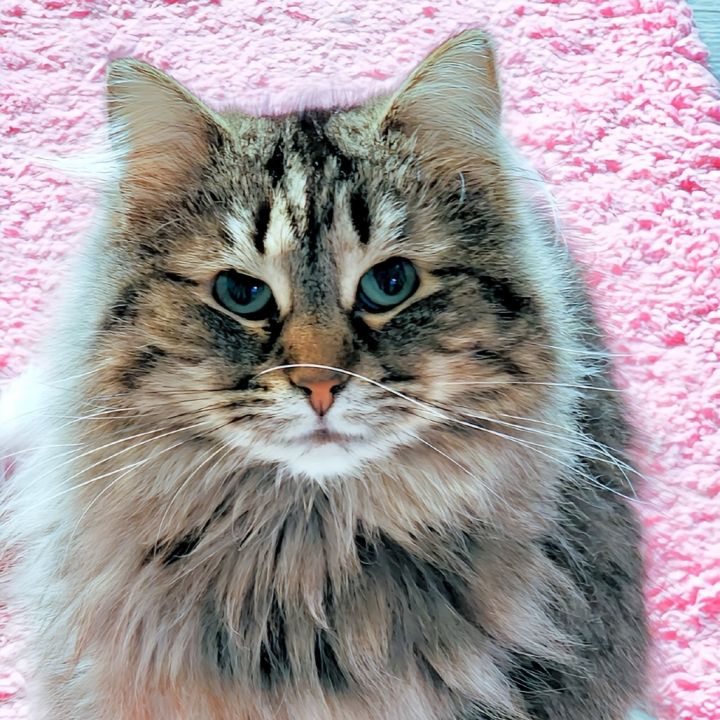 Sweetie 2