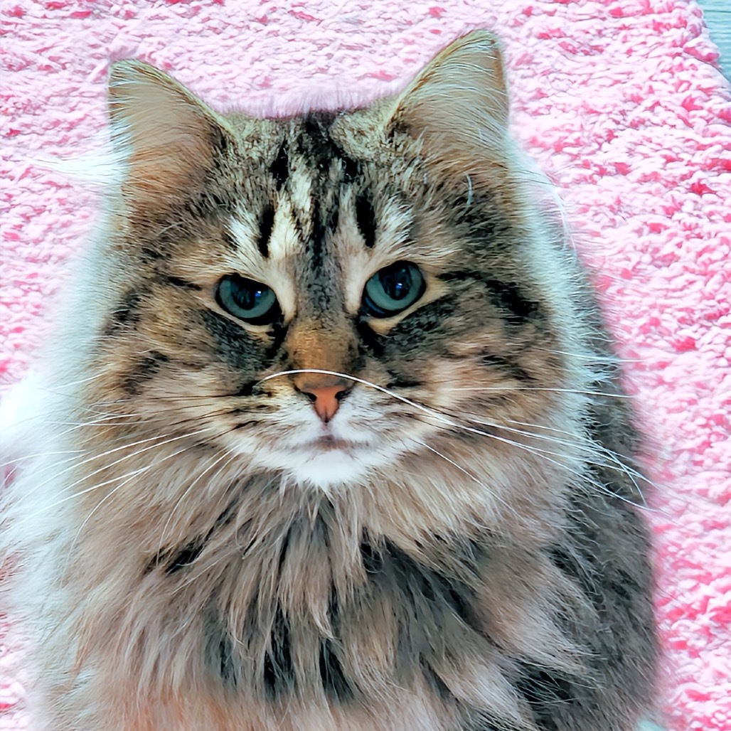 Sweetie, an adoptable Domestic Long Hair in Zimmerman, MN, 55398 | Photo Image 2