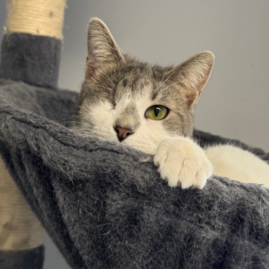 Strawberry, an adoptable Domestic Short Hair in Zimmerman, MN, 55398 | Photo Image 2