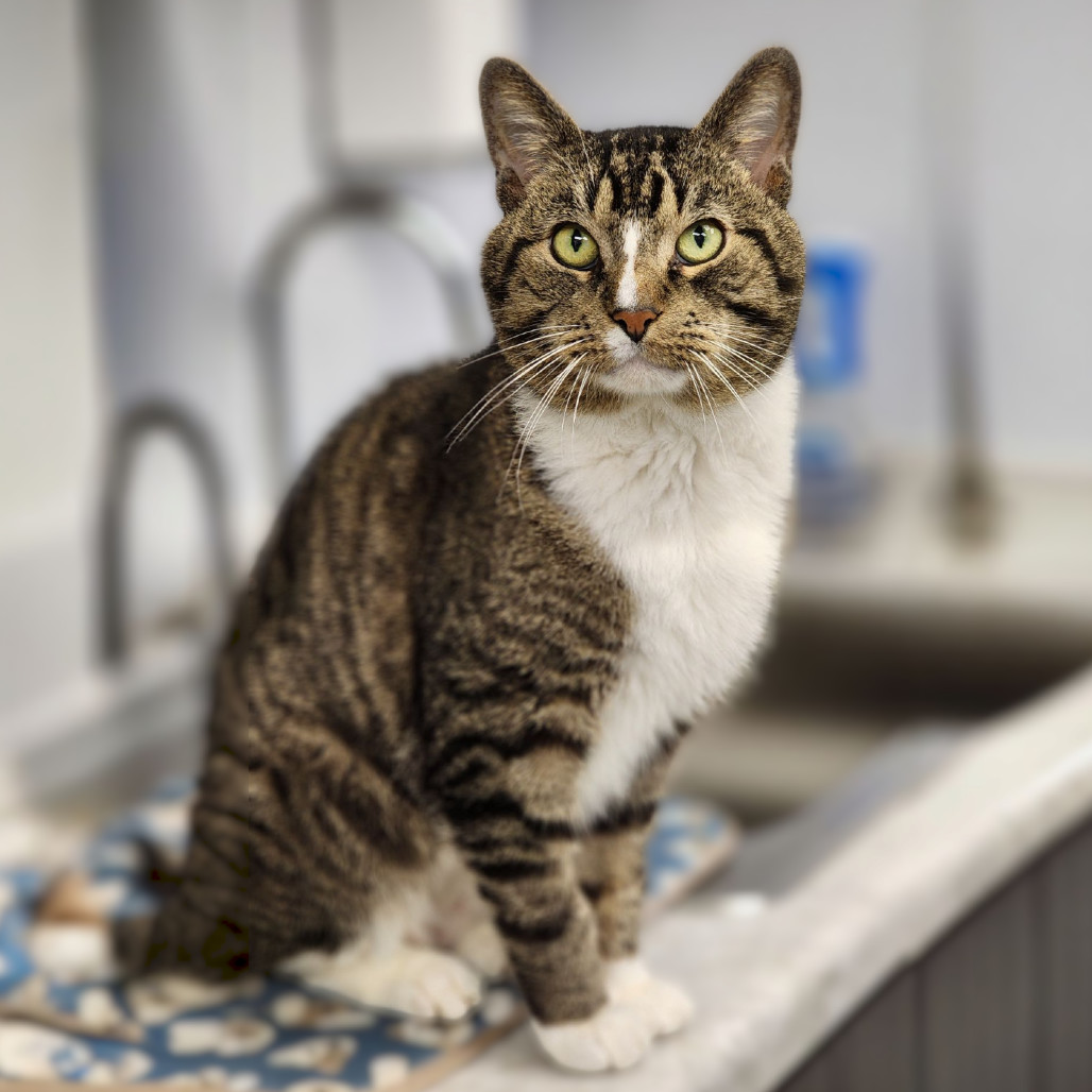 Captain, an adoptable Domestic Short Hair in Zimmerman, MN, 55398 | Photo Image 1
