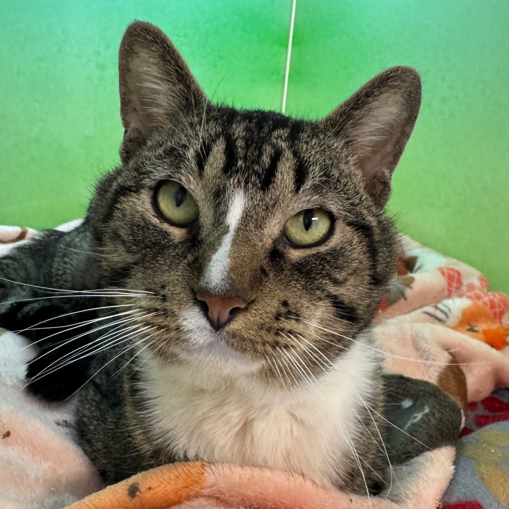 Captain, an adoptable Domestic Short Hair in Zimmerman, MN, 55398 | Photo Image 2