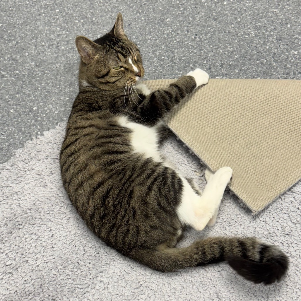 Captain, an adoptable Domestic Short Hair in Zimmerman, MN, 55398 | Photo Image 3