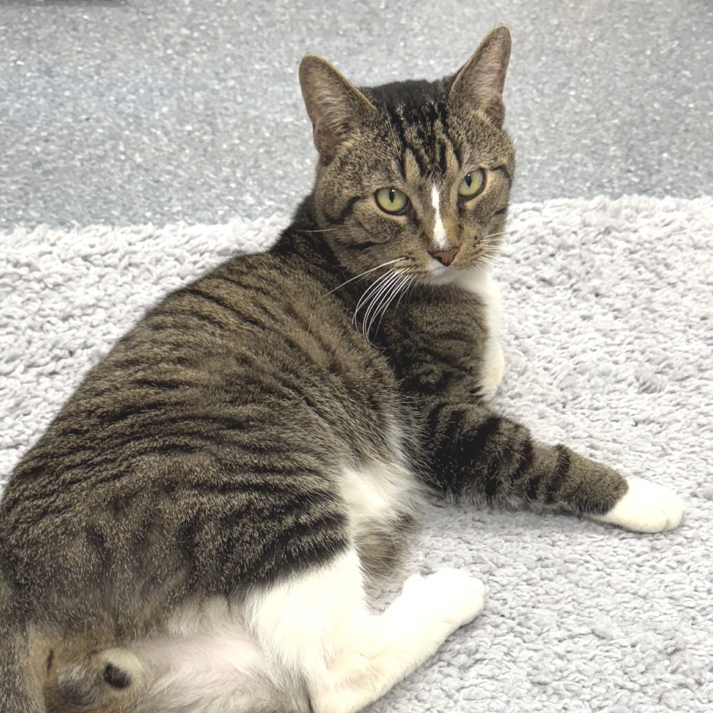 Captain, an adoptable Domestic Short Hair in Zimmerman, MN, 55398 | Photo Image 4