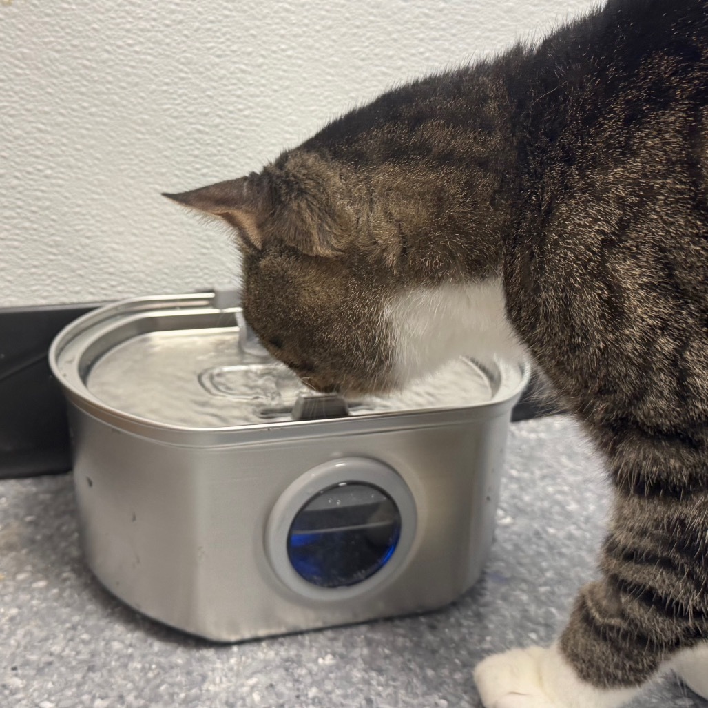 Captain, an adoptable Domestic Short Hair in Zimmerman, MN, 55398 | Photo Image 5