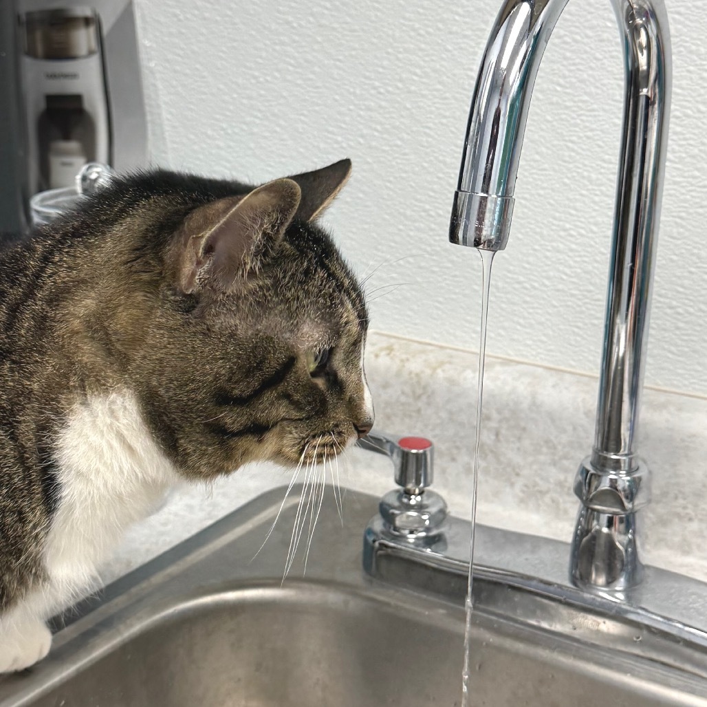 Captain, an adoptable Domestic Short Hair in Zimmerman, MN, 55398 | Photo Image 6