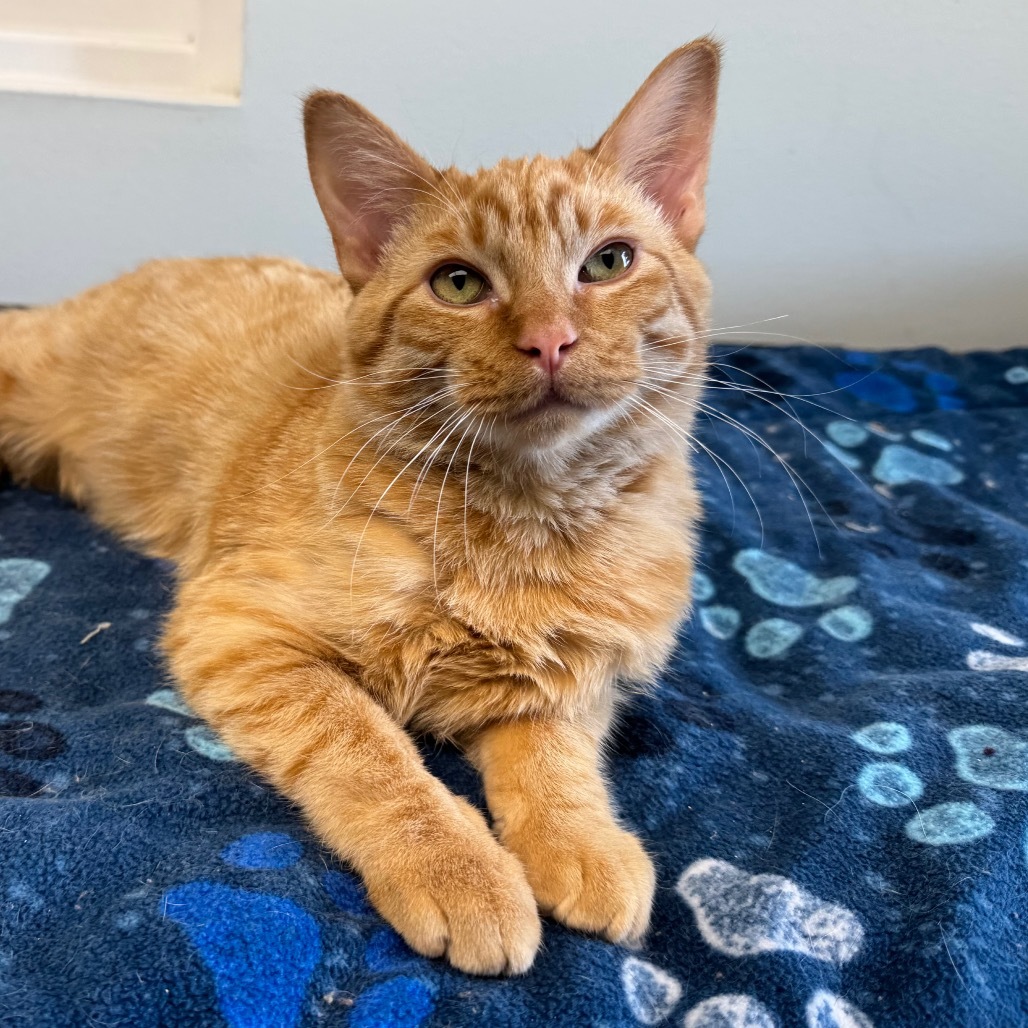 Buster, an adoptable Domestic Short Hair in Zimmerman, MN, 55398 | Photo Image 1
