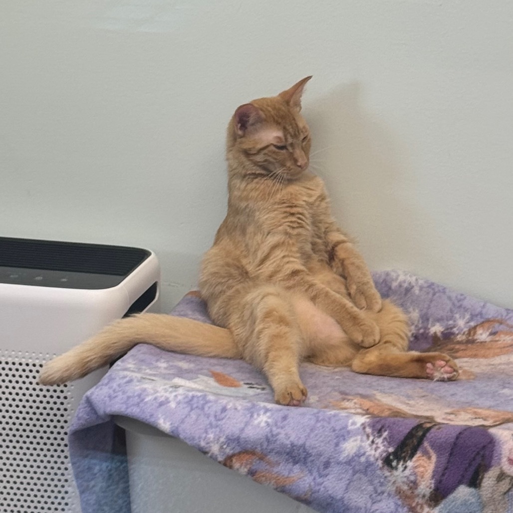 Buster, an adoptable Domestic Short Hair in Zimmerman, MN, 55398 | Photo Image 2