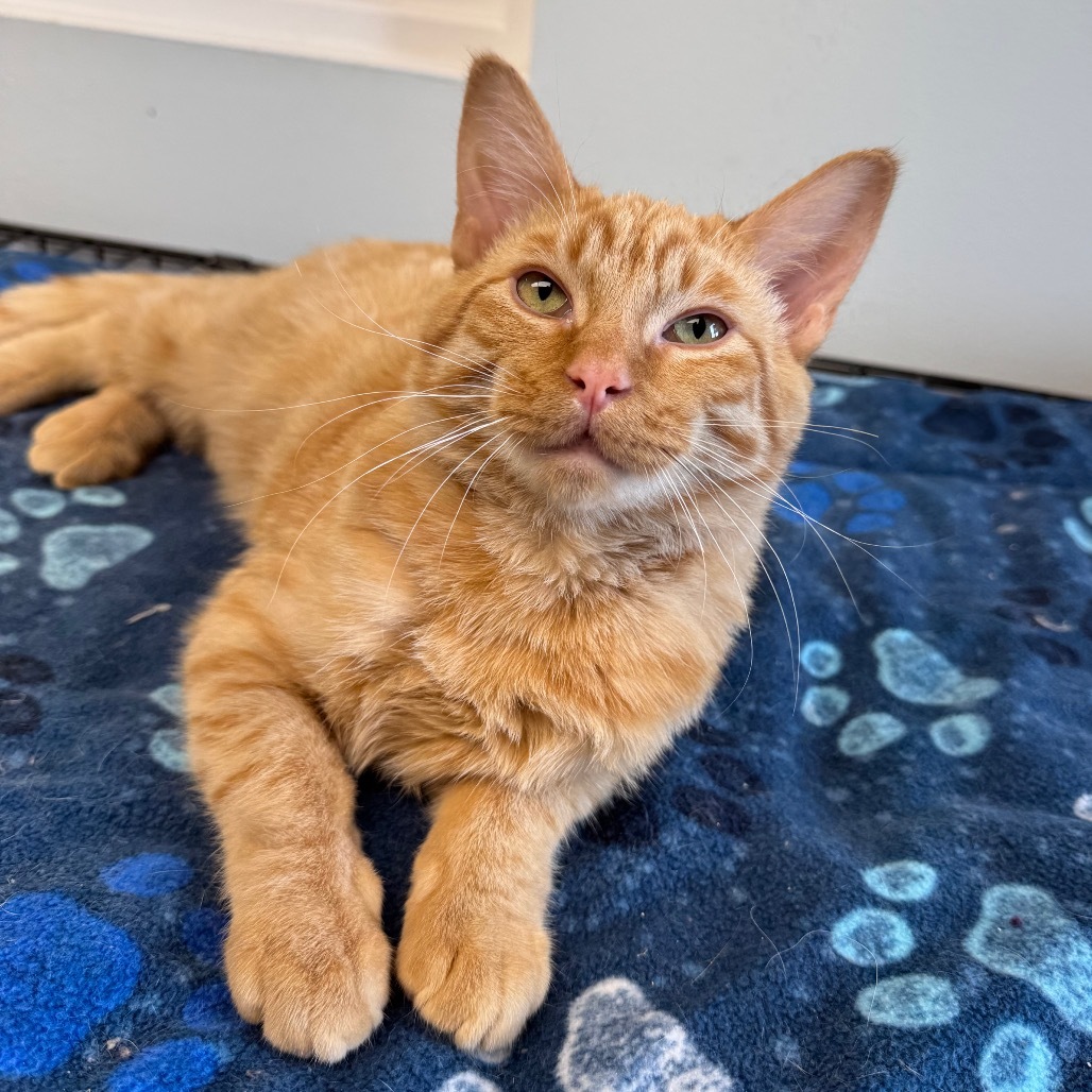 Buster, an adoptable Domestic Short Hair in Zimmerman, MN, 55398 | Photo Image 3