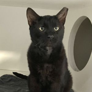 Biscuit