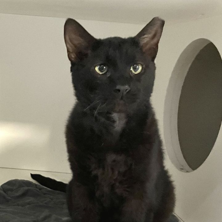 Biscuit 1