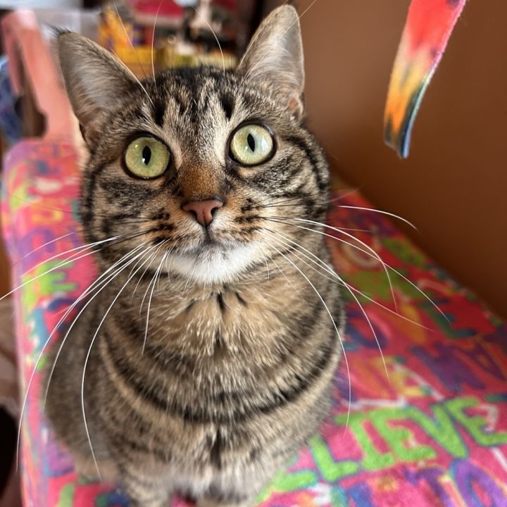 Lilo 6