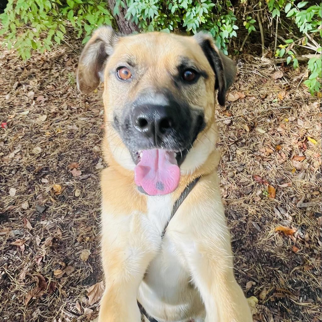 Koda