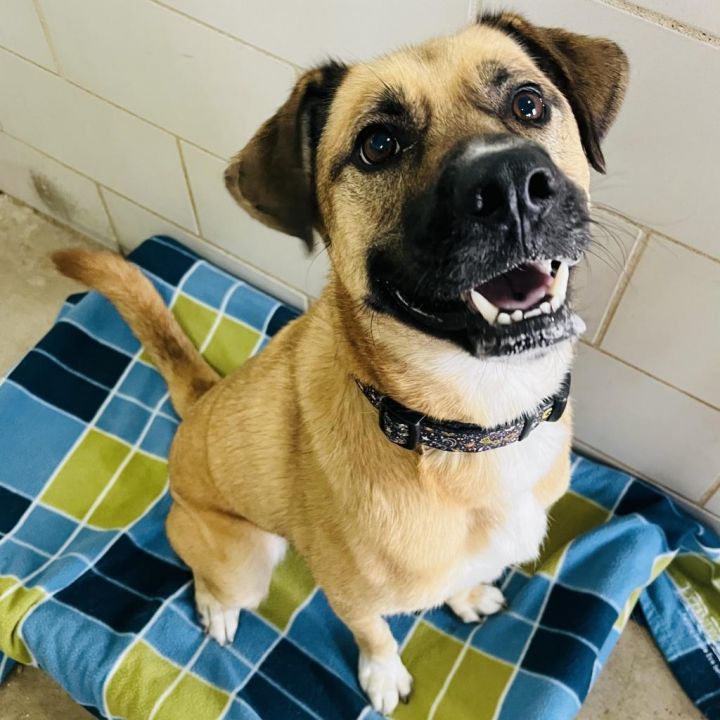Koda 4