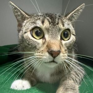 Meet Maddie a sweet and loving girl with a heart full of affection for her peop