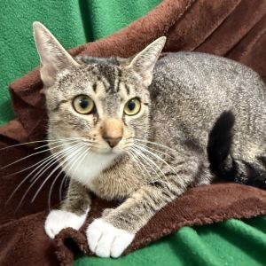 Meet Maddie a sweet and loving girl with a heart full of affection for her peop